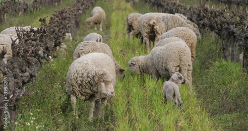 Domestic sheeps ( merinos d Arles), grazing in the vineyards, Occitanie, France photo