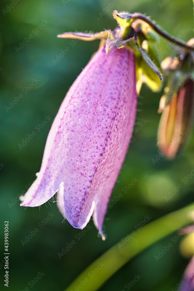 Tokyo,Japan-June 8, 2021: Pink spotted bellflower in a garden
Tokyo,Japan-June 8, 2021: Pink spotted bellflower in a garden