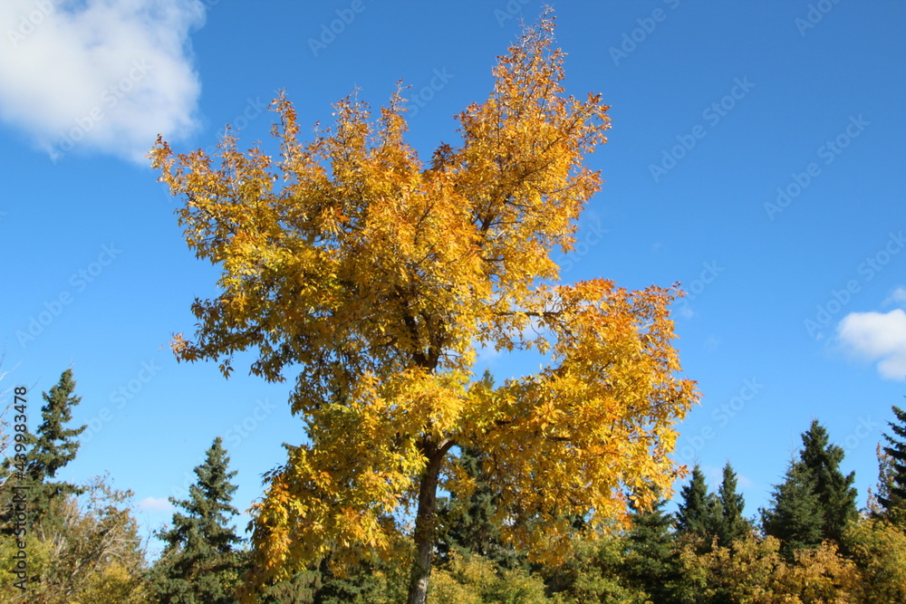 Tree Of Autumn, Gold Bar Park, Edmonton, Alberta