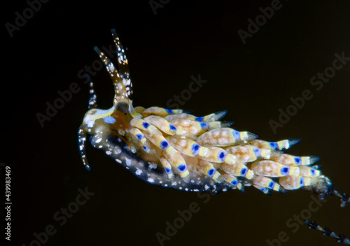 A tiny (10mm) sea slug - Trinchesia sp. Underwater macro world of Tulamben, Bali, Indonesia. 