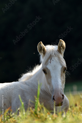 American Quarter Horse Fohlen photo