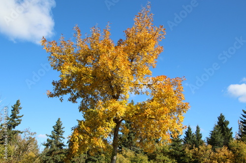 Tree Of Autumn, Gold Bar Park, Edmonton, Alberta