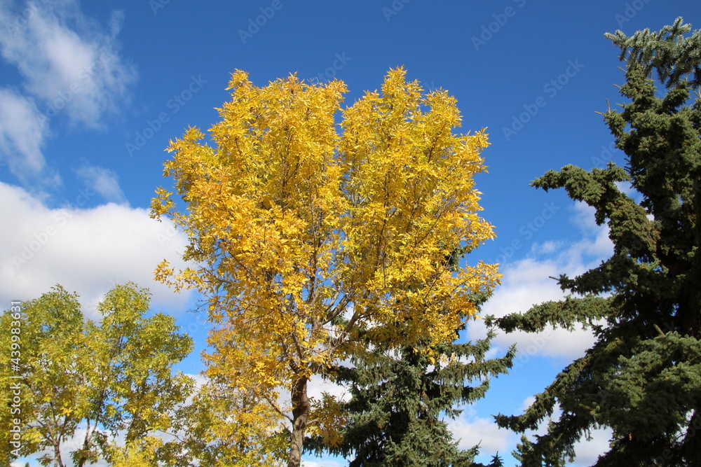 Autumn Leaves Against Blue Sky, Gold Bar Park, Edmonton, Alberta