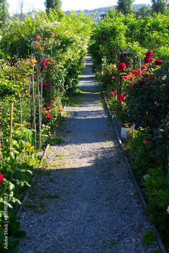 Pathway at garden plot with green bushes on both sides on a beautiful sunny summer morning. Photo taken June 15th, 2021, Zurich, Switzerland.