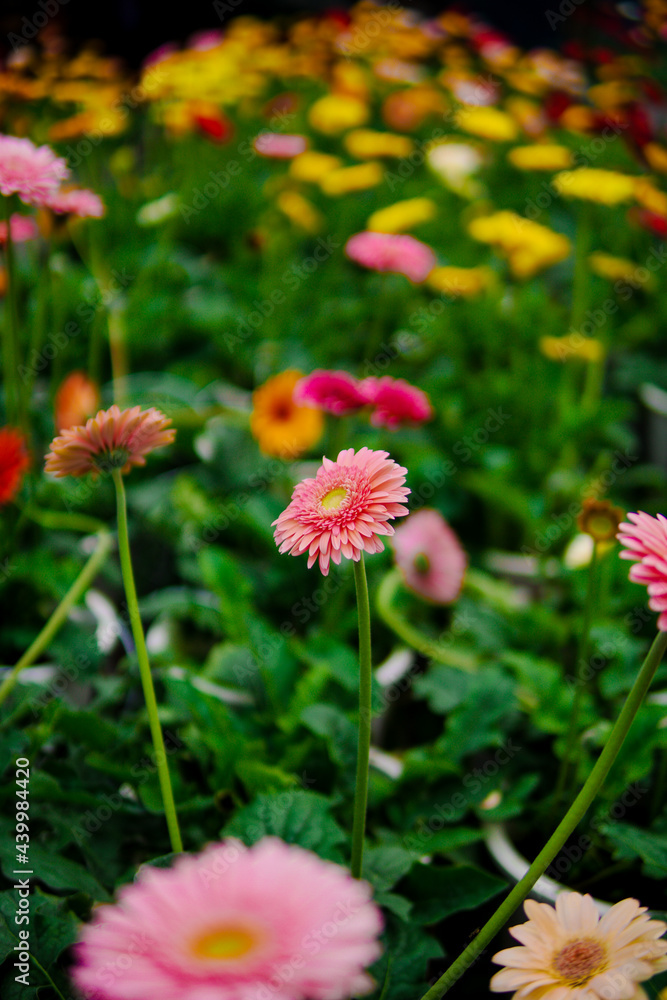 Flowers blooming in Cameron Highland Malaysia, photo are selective focus. Flowers blooming in Cameron Highland Malaysia, photo are selective focus.