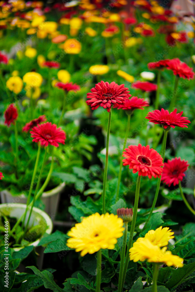 Flowers blooming in Cameron Highland Malaysia, photo are selective focus.