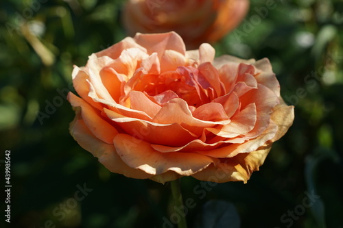 Orange rose in garden