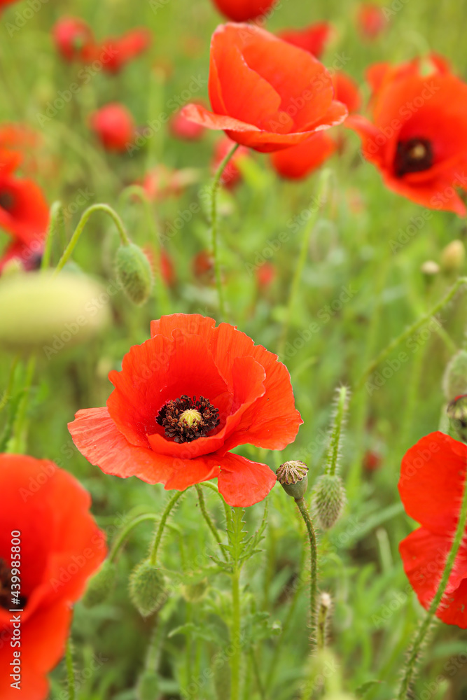 Naklejka premium Beautiful poppy flowers in field