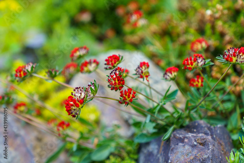 Closeup shot of growing Anthyllis plants photo