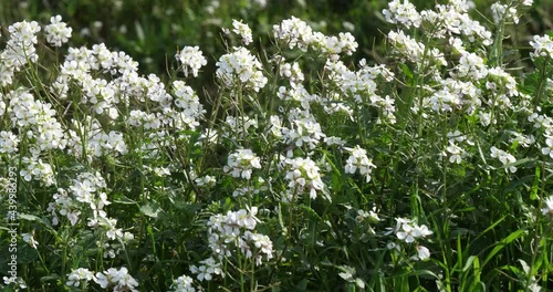 diplotaxis barreleieri, wild flowers during the winter season in the southern France photo