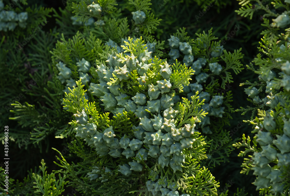 thuja occidentalis, conifer seeds of cypress, surrounded by green leaves, platycladus orientalis thuja occidentalis, conifer seeds of cypress, surrounded by green leaves, platycladus orientalis