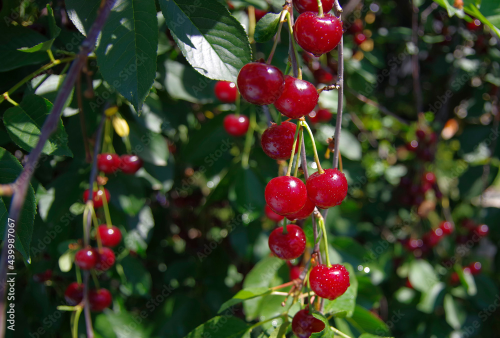 Ripe red cherries on a tree branch.