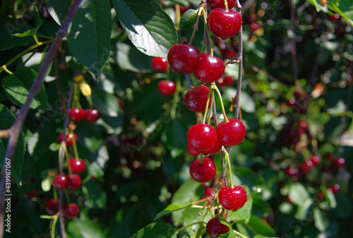Ripe red cherries on a tree branch.