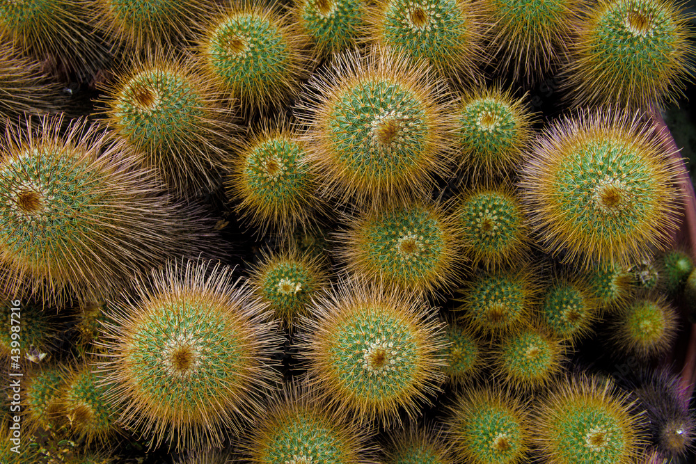 Selective focus close-up top-view shot on Golden barrel cactus (Echinocactus grusonii) cluster. well known species of cactus, endemic to east-central Mexico widely cultivated as an ornamental plant. Selective focus close-up top-view shot on Golden barrel cactus (Echinocactus grusonii) cluster. well known species of cactus, endemic to east-central Mexico widely cultivated as an ornamental plant.