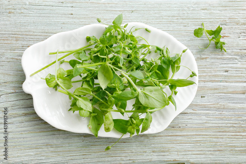 A plate of fresh chickweed photo