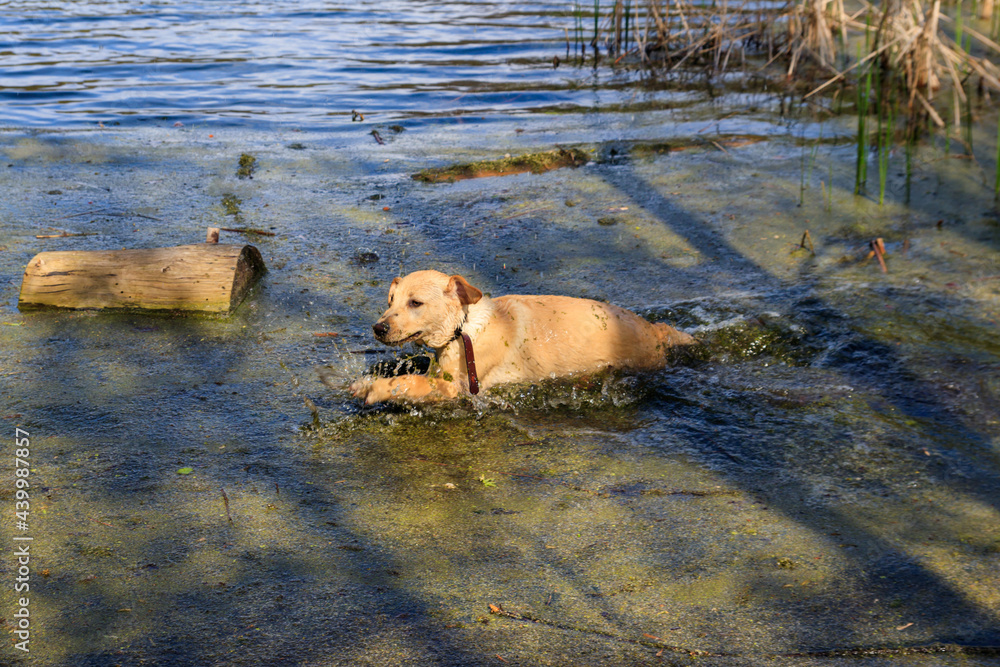Cute labrador retriever puppy playing in a swamp