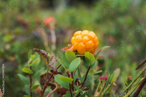 Cloudberry in Lapland photo