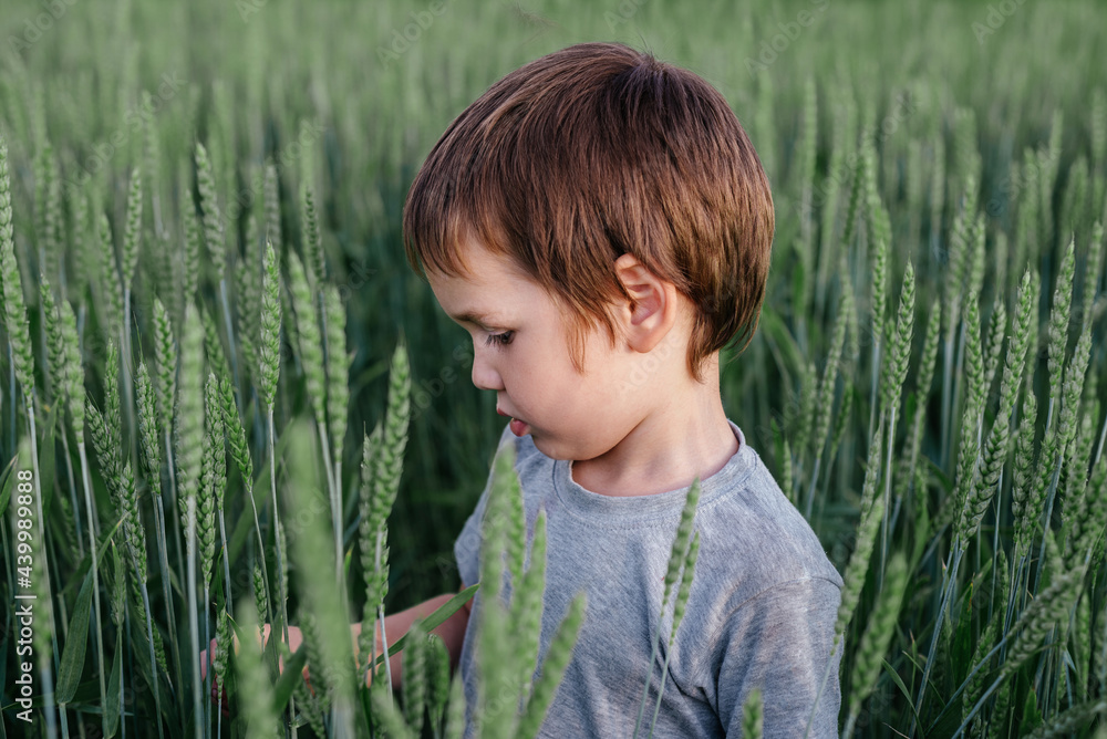 Little boy looking at wheat spikes in the green wheat field, summer rural landscape, children and nature Little boy looking at wheat spikes in the green wheat field, summer rural landscape, children and nature