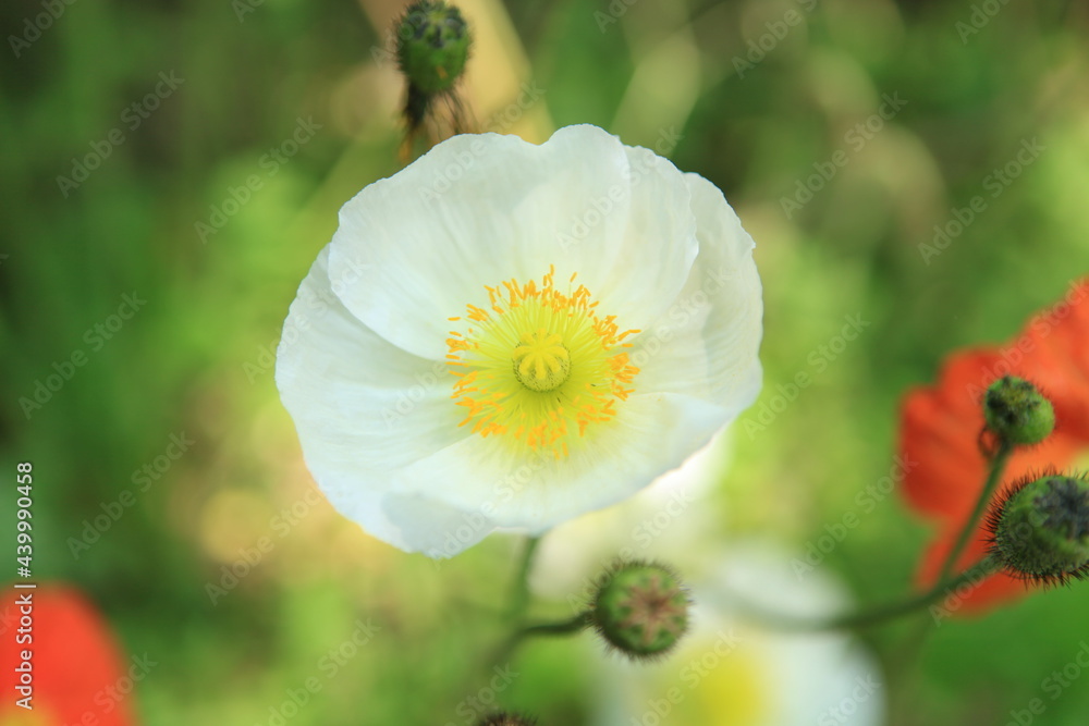  A stand-out white corn poppy flower blossomed into a beauty.
