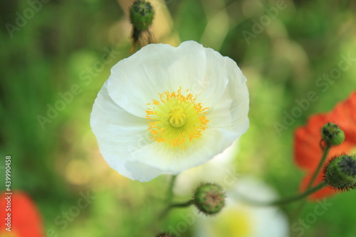  A stand-out white corn poppy flower blossomed into a beauty.