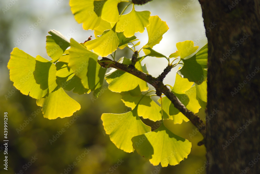 GINKGO BILOBA GINKGO BILOBA