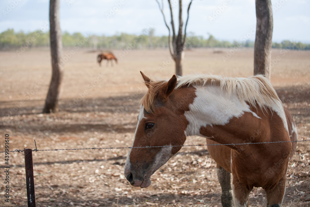 Horse standing near a barbed wire fence in a dry paddock Horse standing near a barbed wire fence in a dry paddock