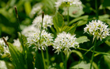 blühender Bärlauch - Allium ursinum
