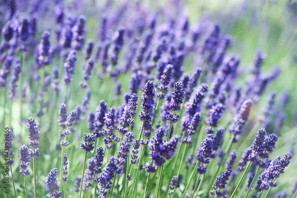 Fototapeta premium Selective focus on lavender flower. Plant background. Close up. 