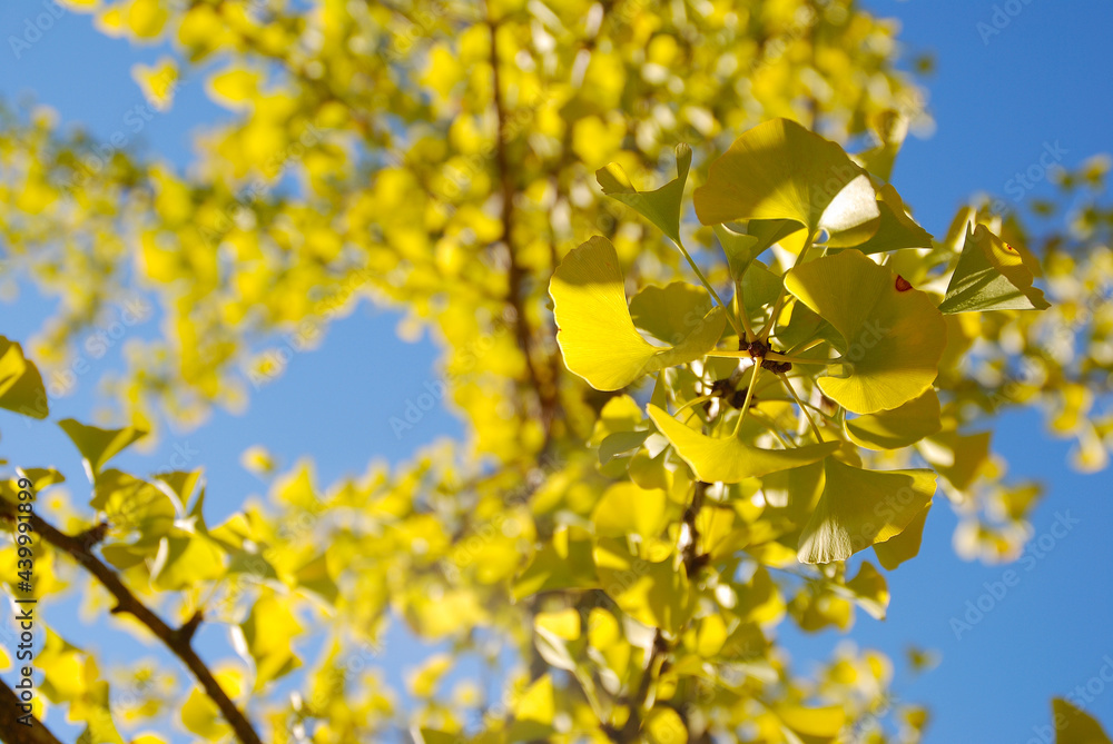 GINKGO BILOBA GINKGO BILOBA