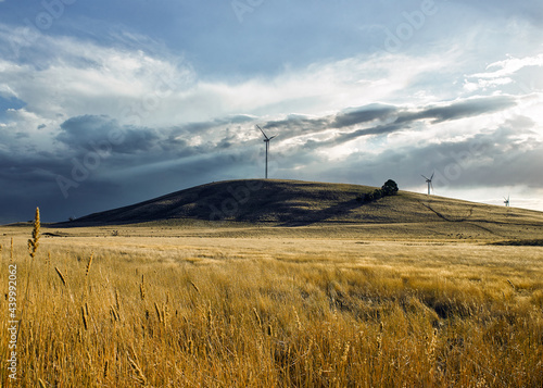 Grassy paddock with wind turbines in background photo