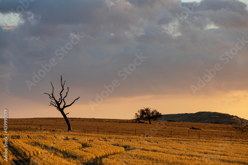 rural scene at sunset photo