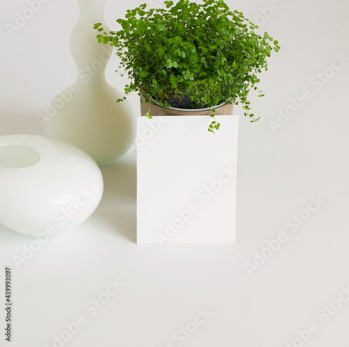 Blank card mockup with copy space from home plant in a pot. Blank, paper sheet and green plant on white  background.   photo