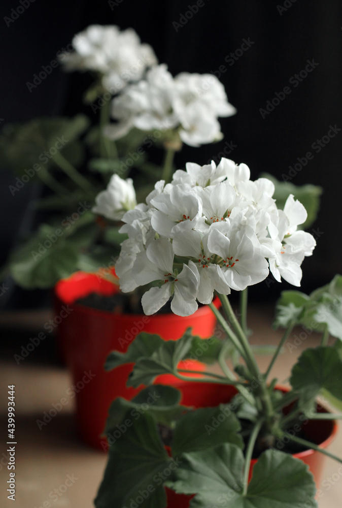 White geranium in a red pot. Growing home plants. Seeds White geranium in a red pot. Growing home plants. Seeds