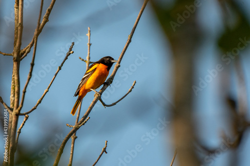 Male Baltimore oriole singing perched on a branch - Michigan photo