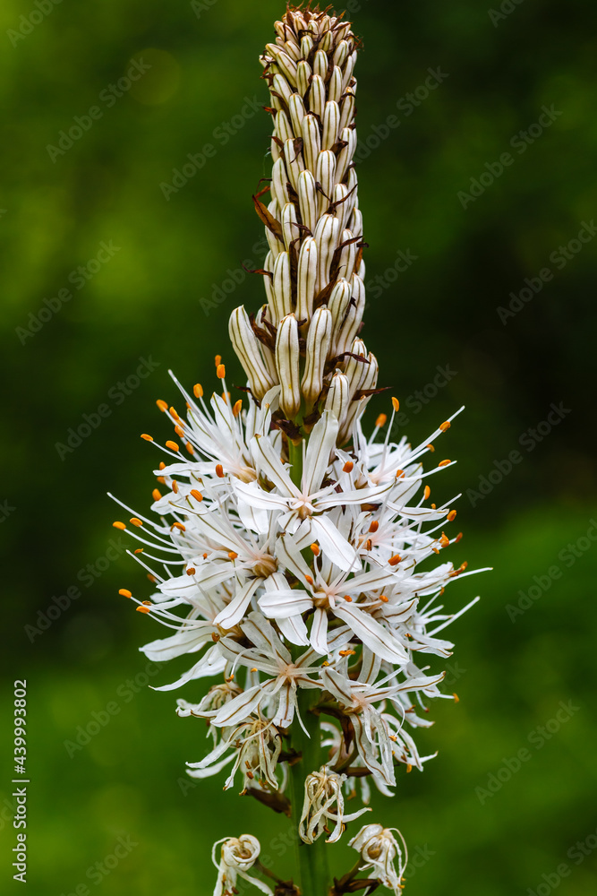 Asphodelus albus. Cluster of flowers of the white asphodel plant. Asphodelus albus. Cluster of flowers of the white asphodel plant.