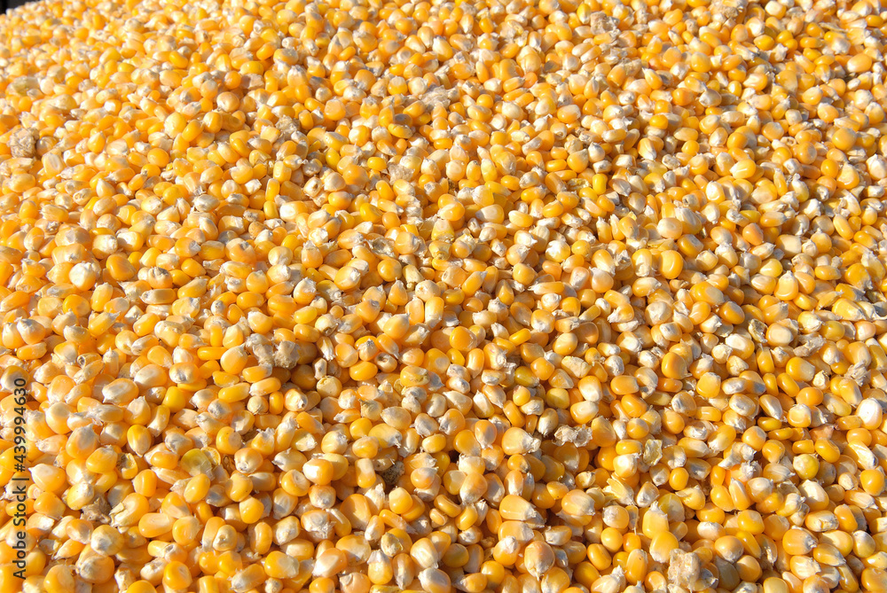 Récolte mais grain. Grain dans la remorque Récolte mais grain. Grain dans la remorque