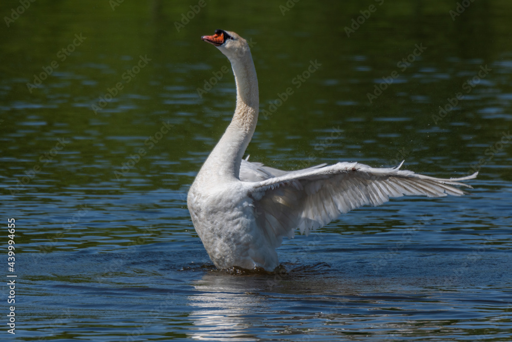 Fototapeta premium Adult male mute swan displaying wings on the Huron River