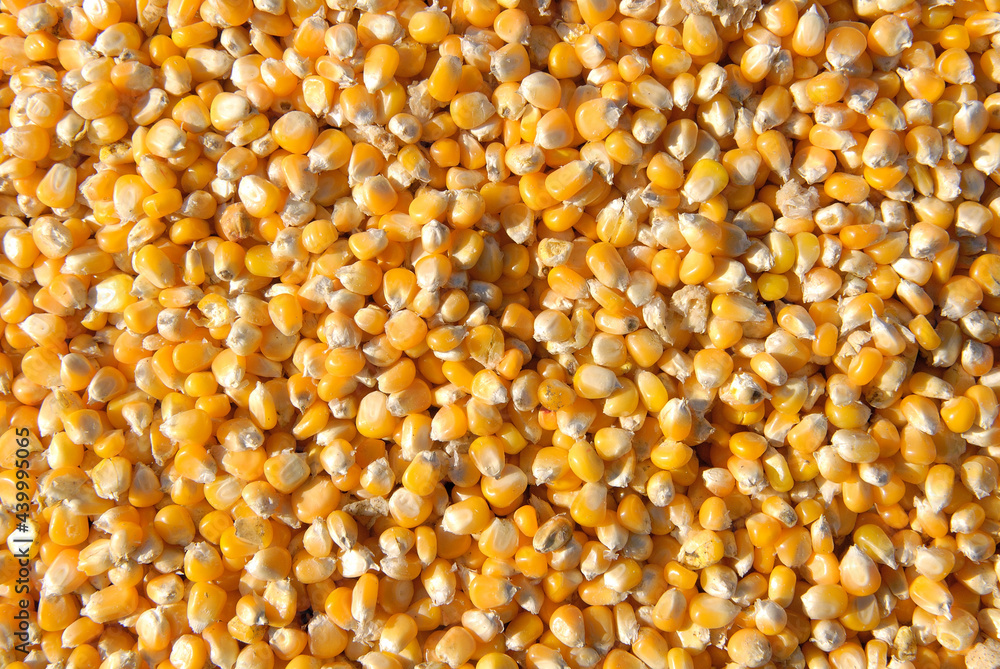 Récolte mais grain. Grain dans la remorque