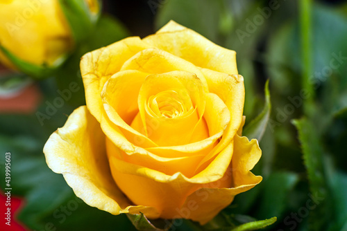 closeup of beautiful yellow rose macro yellow rosses close-up.Indoors shot.