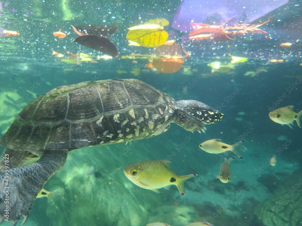 Turtle swimming with tropical fish