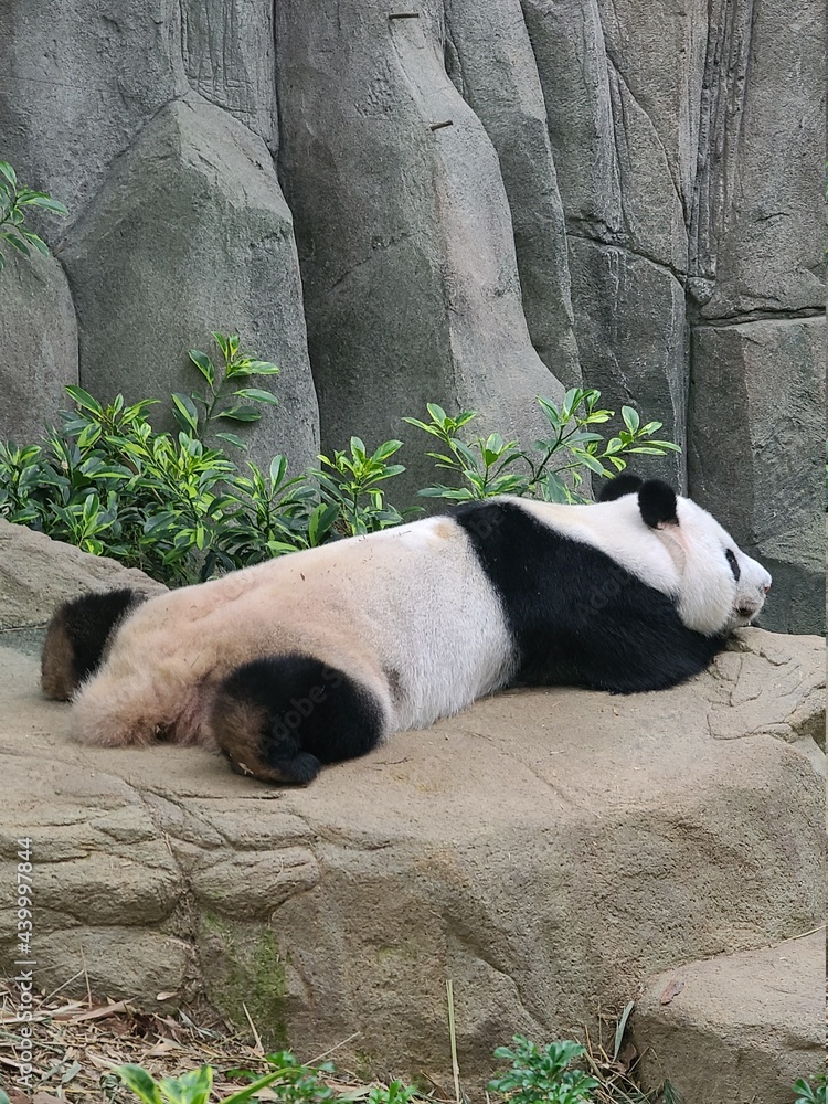 Panda lying lazily from the back Panda lying lazily from the back