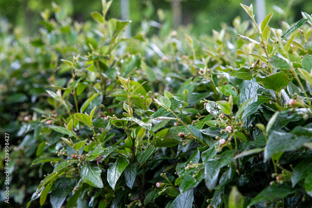 Green Bush Green Bush