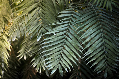 Tropical leaves in the jungle background. Rainforest with plants and amazing sunshine in the morning jungle