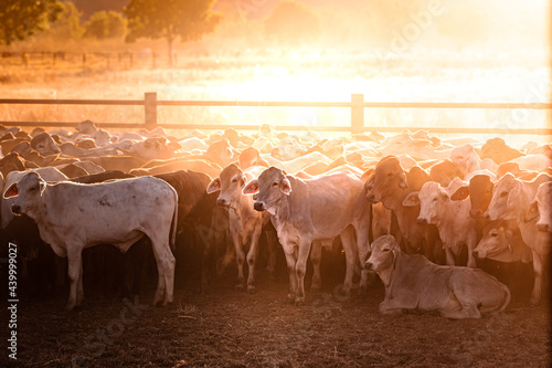 The bulls in the yards on a remote cattle station in Northern Territory in Australia at sunrise.