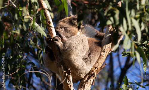 Photography The Australian Koala (Phascularctos cinereous).