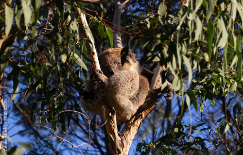 Photography The Australian Koala (Phascularctos cinereous).