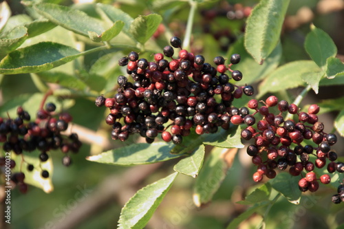 Holunderbeeren am Strauch, Mannheim, Spätsommer 2017. Holunder darf man nicht roh genießen. Die Beeren sind gesund und viele trinken Holundersaft bei Erkältungen. 