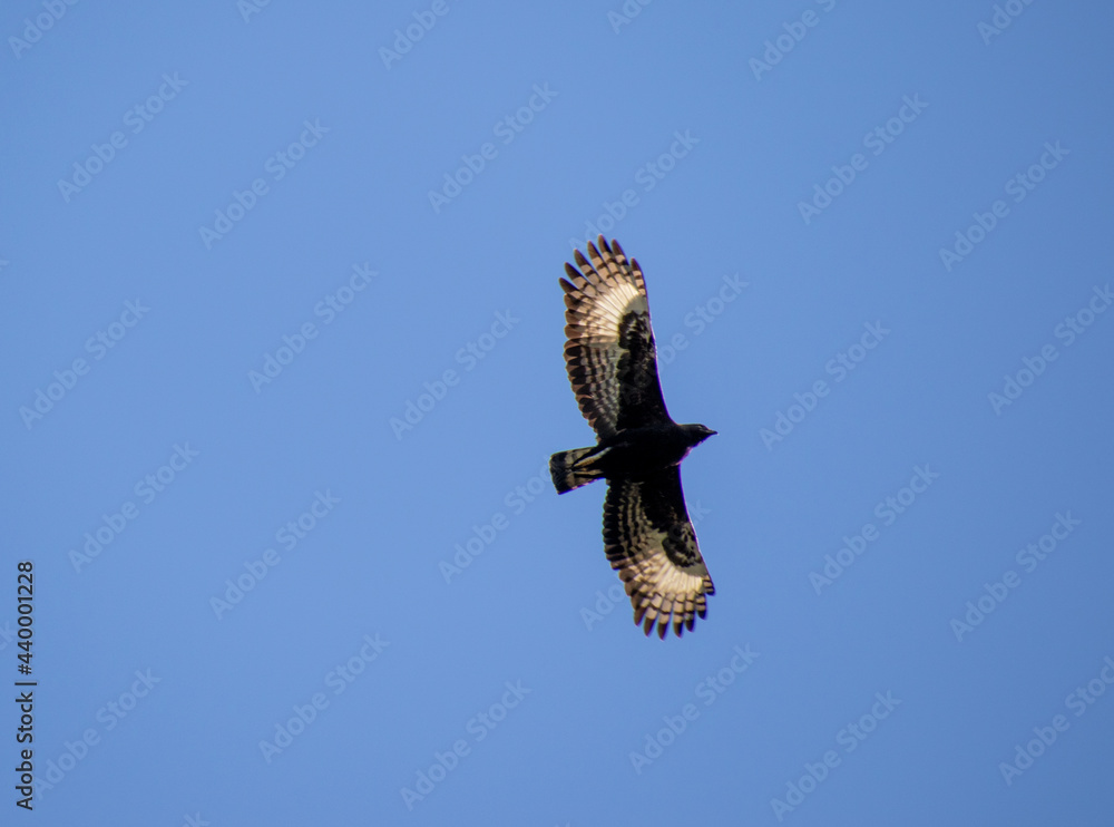 Fototapeta premium A long-crested eagle viewed from below isolated in clear blue sky in South Africa