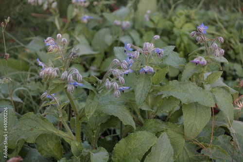 Borretsch blüht in einem Garten. er wird von manchen Menschen zu Heilzwecken verwendet, Mannheim, im Spätherbst 2017.