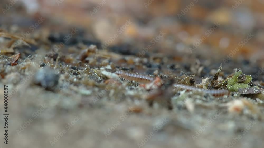 Tiny centipede crawling on the ground in the forest in Estonia Tiny centipede crawling on the ground in the forest in Estonia